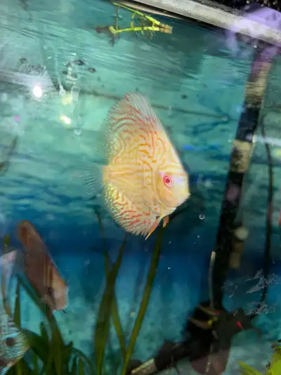 Discus for sale , View more