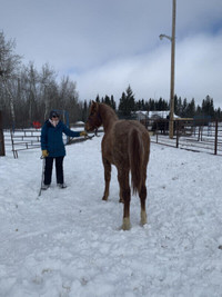 2021 AQHA Red Roan Filly For Sale, Spiritwood SK