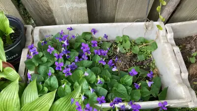 Violets , View more
