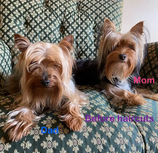 Female Yorkie Puppies. Purebred Yorkshire Terrier Puppy in Dogs & Puppies for Rehoming in Mississauga / Peel Region - Image 9