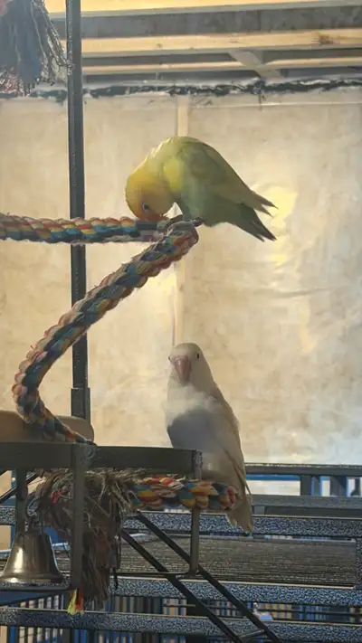 lovebirds, View more