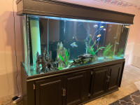 180 gallon fish tank