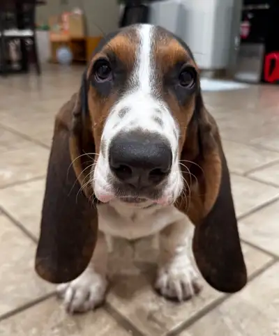 Basset hound, View more