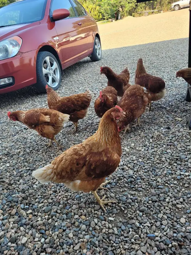 Farm Fresh Eggs544789767484887045