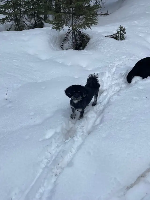 CKC registered Havanese in Dogs & Puppies for Rehoming in Thunder Bay - Image 3