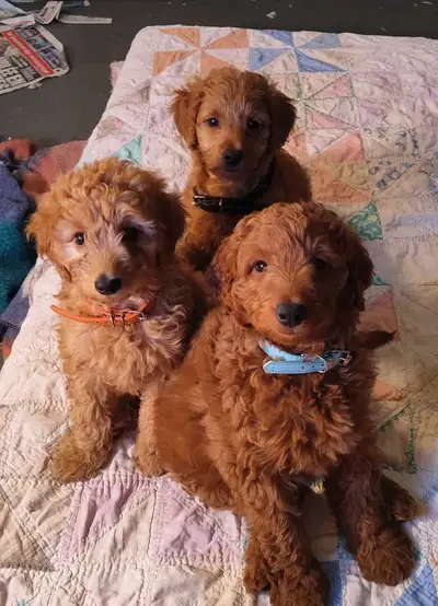 Chiot provenant de 2 parents très sympathiques Goldendoodle F1 b de 25 lb, Finalement, un de mes plu...