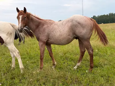 Red Roan • AQHA • Colt , View more