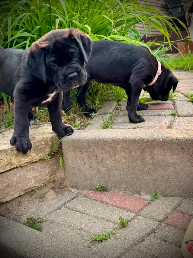 Cane Corso in Dogs & Puppies for Rehoming in City of Montréal - Image 5