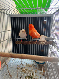 Male & Female Canary