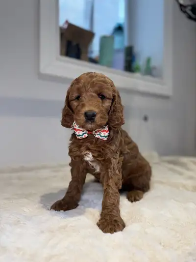 Mini goldendoodle puppies available They’re fist shot vaccinated, dewormed and chipped Also we provi...