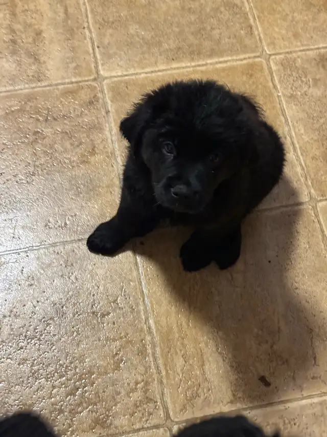Golden Retriever X Ready Now!! in Dogs & Puppies for Rehoming in Cambridge - Image 10