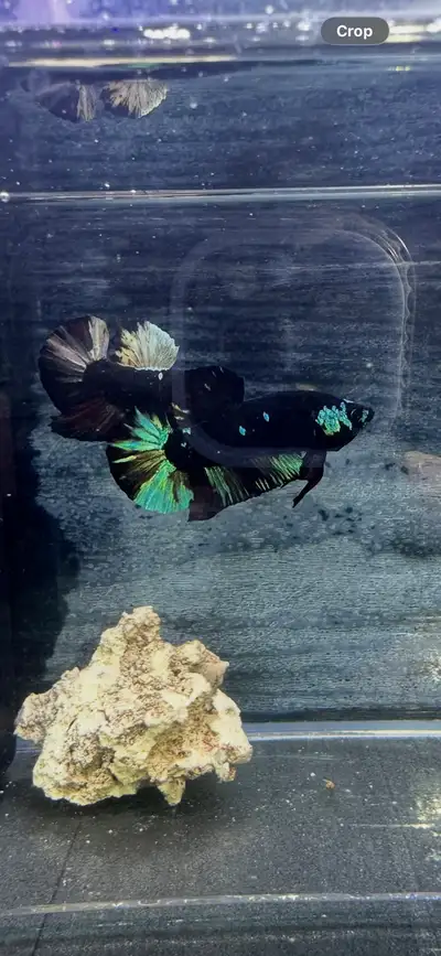 betta black avatar!, View more