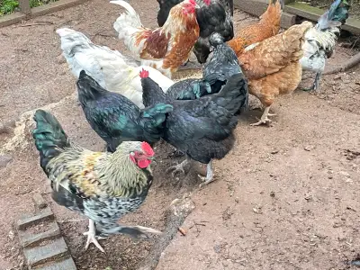 Free Roosters, View more