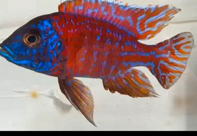African cichlids peacock show males, Voir plus