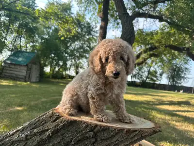 Toy Poodle Ready to go / Only 1  male left, View more