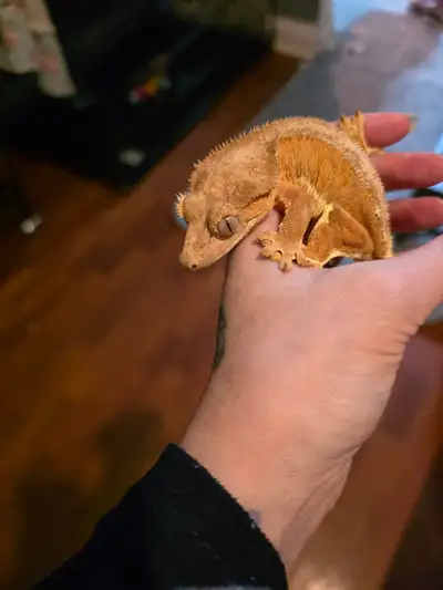 WANT GONE ASAP FEMALE  CRESTED GECKO, View more