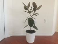 healthy houseplant - rubber tree