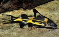 Marbled Lancer Catfish 