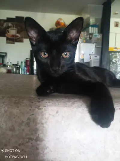 SVP , personnes intéressées sérieux. Chatton mâle noire Bombay , affectueux avec les enfants, indépe...