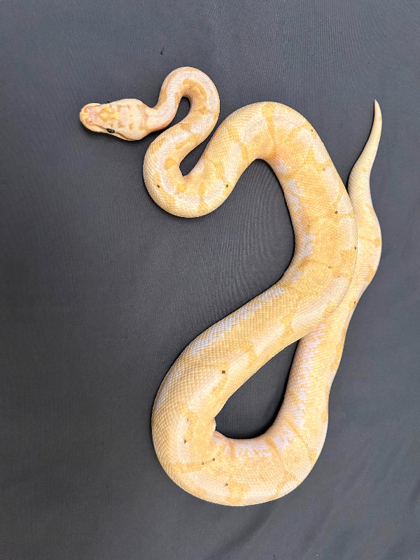 Banana Bumblebee pos het pied Ball Python in Reptiles & Amphibians for Rehoming in Abbotsford - Image 2