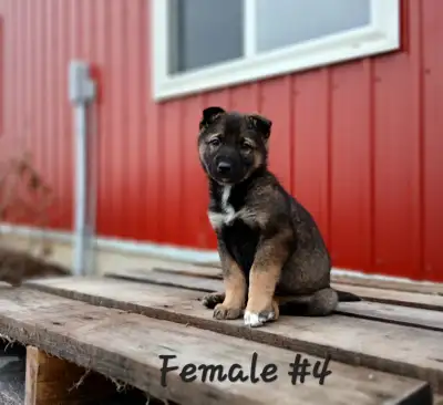 German shepherd puppies for sale, View more