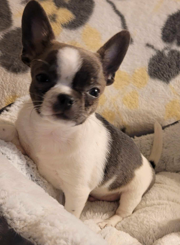 GORGEOUS  PUREBRED APPLE HEAD CHIHUAHUA in Dogs & Puppies for Rehoming in City of Toronto - Image 2