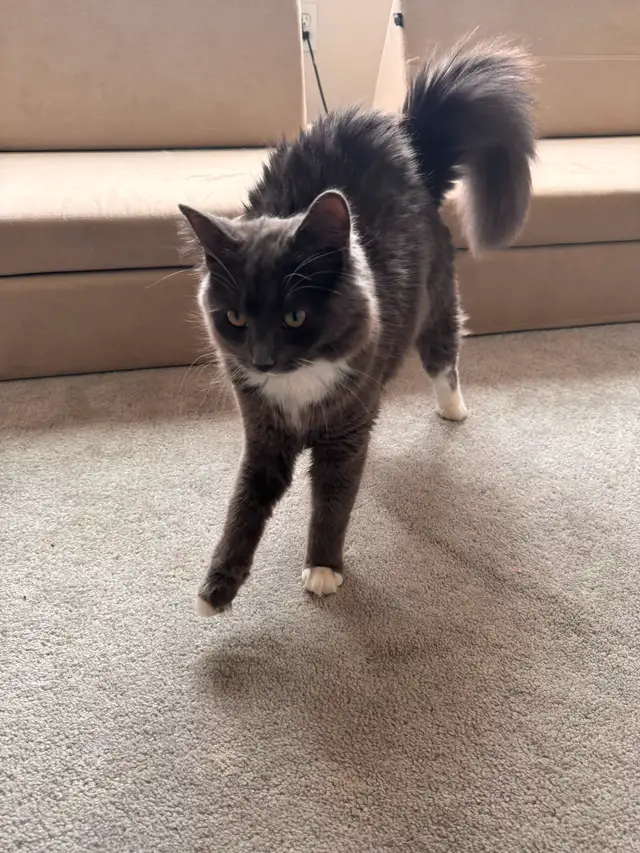 9 month old kitten!