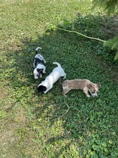 chihuahua puppies, View more