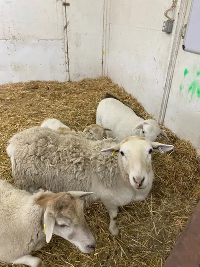 katahdin dorper cross ewes with lambs, View more