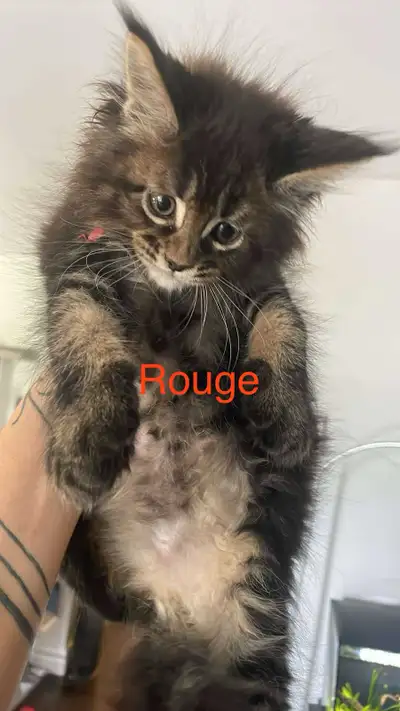 Réservation sur dépôt et signature du contrat Les parents testés sont sur place. Chatterie éthique e...
