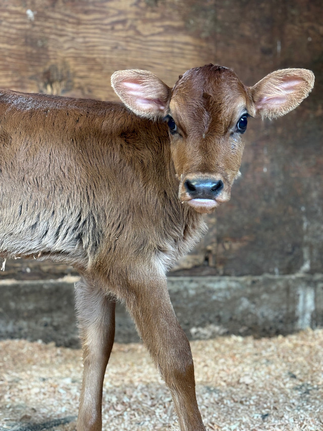 Adorable Pure Jersey Hiefer calf in Other in Chilliwack - Image 3