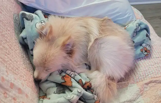 male pomeranian puppy in Dogs & Puppies for Rehoming in Mississauga / Peel Region - Image 5