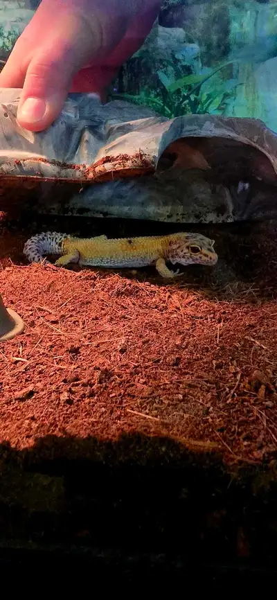 Leopard gecko and terrarium , View more