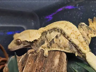 f crested gecko, View more