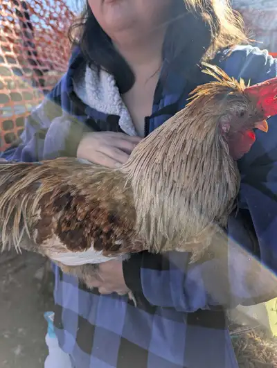 Swedish flower hen roosters need new home, View more