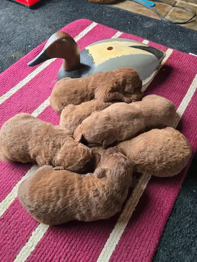Beautiful pure bred Chesapeake Bay Retrievers great for the duck hunters out there. Love to swim and...