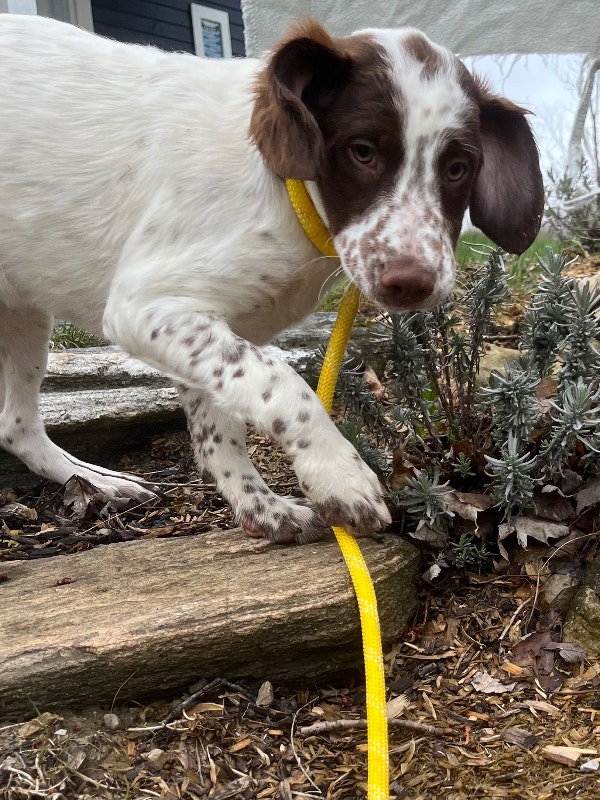 Purebred Brittany Spaniels Dogs & Puppies for Rehoming Owen Sound