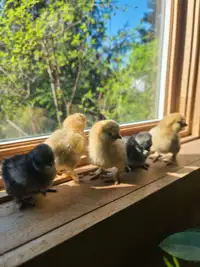 Silkie Chicks