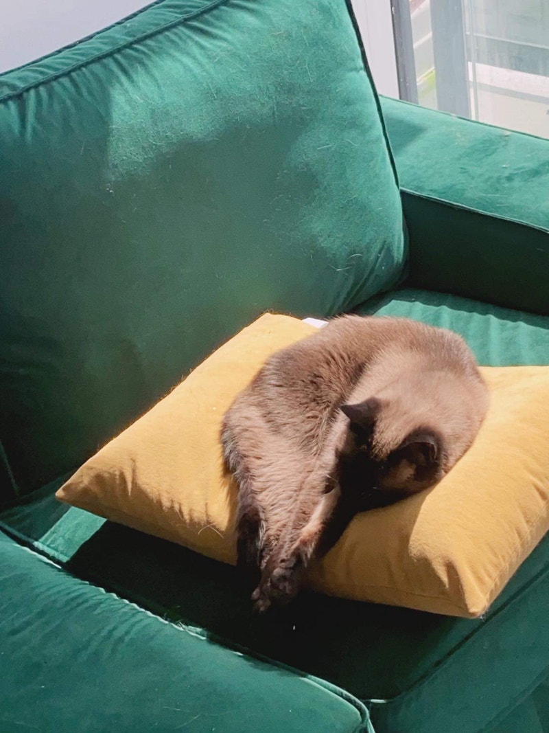 Cat rehome for free Cats & Kittens for Rehoming City of Toronto