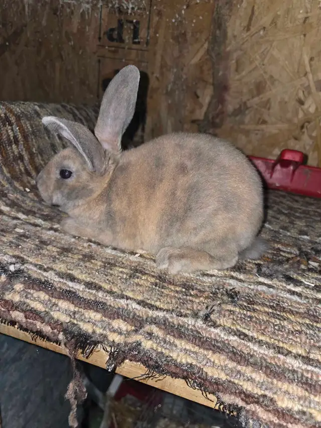 Rex (Not mini)  in Small Animals for Rehoming in Ottawa - Image 2