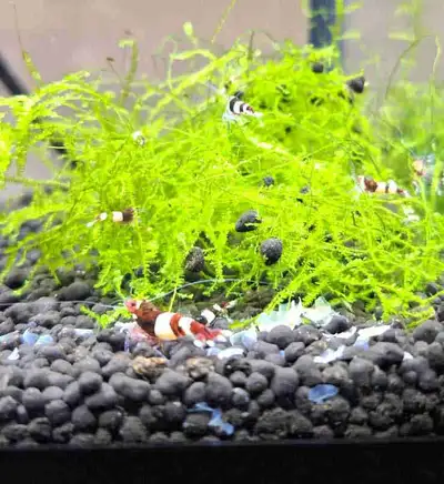 Beautiful Taiwan bee Shrimps, perfect for planted aquariums, they eat algae and decomposing plants k...