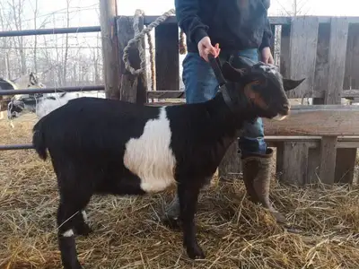 First 2 pictures are an almost yearling doeling born April last year, mom is mostly Nubian, dad is a...