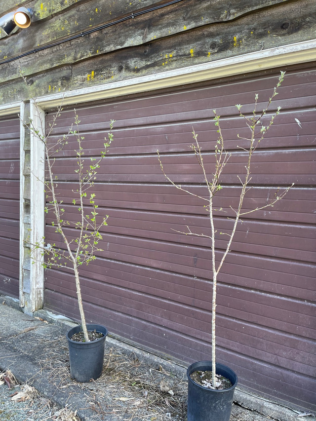 Okanagan Red Cherry Trees (Organic) in Plants, Fertilizer & Soil in Delta/Surrey/Langley - Image 2