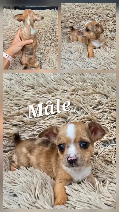 chihuahua puppies, View more
