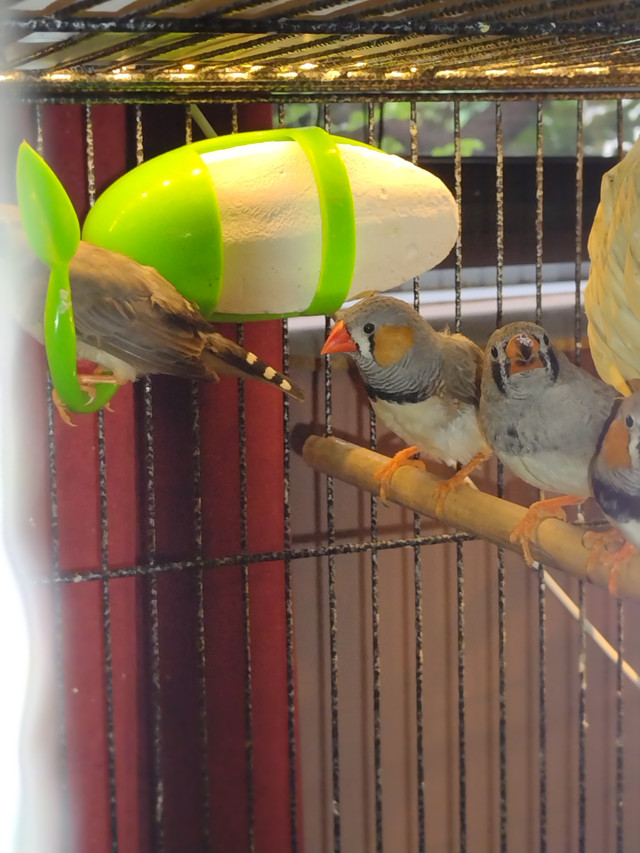 Beaux Pinsons Mandarins à joues orange, jeunes dans Oiseaux à adopter  à Laval/Rive Nord