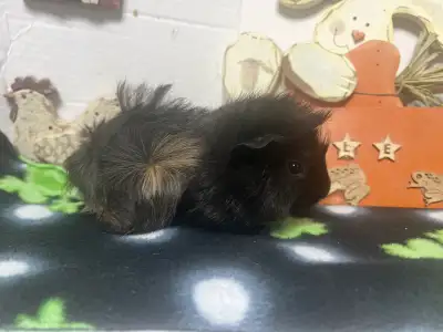 male guinea pigs, View more