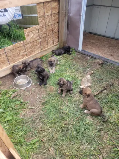 Caucasian/Dutch Sheppard & Bernese mountain cross puppies, View more