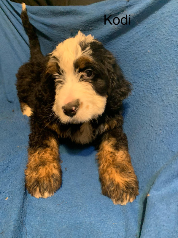 Bernedoodle puppies in Dogs & Puppies for Rehoming in Bedford