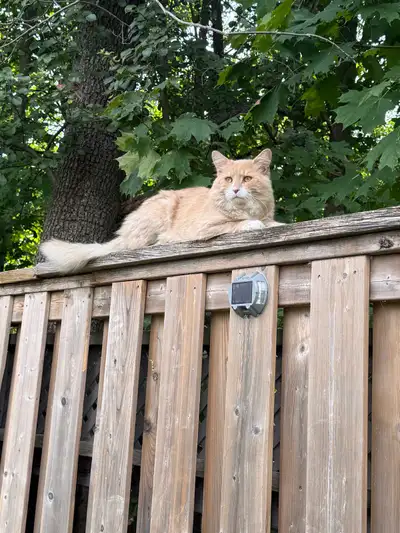 Cheap Fence Panels! instant Privacy! Pressure Treated ONLY $49 !, View more