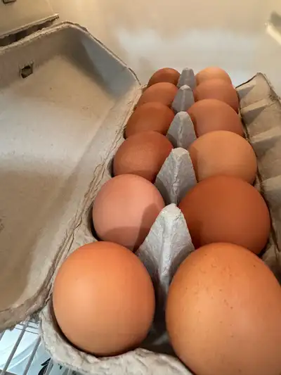 chicken Eegs , View more